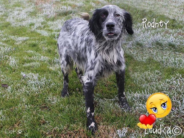 Buona vita a Rodney!